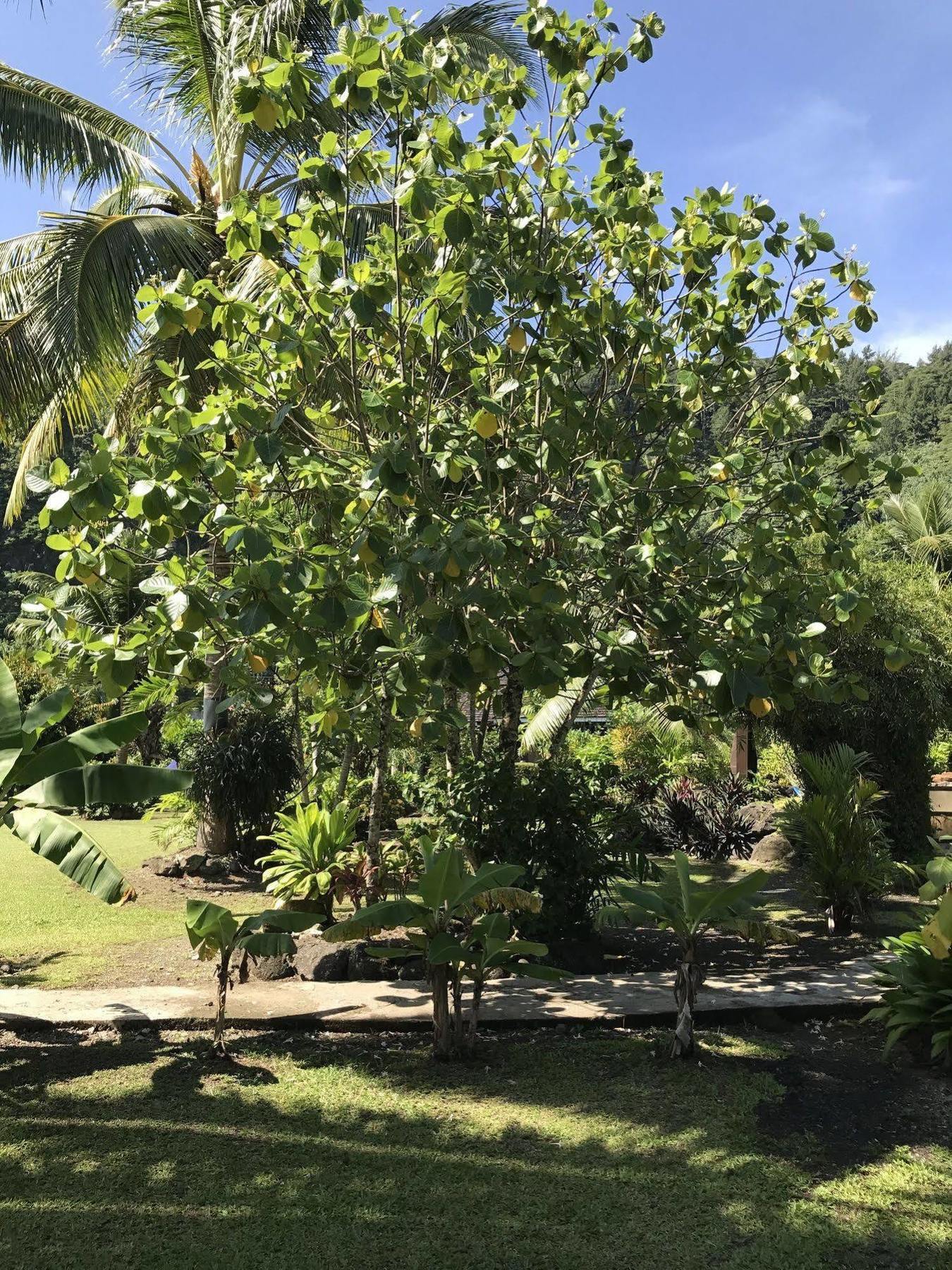 Punatea Village Afaahiti Extérieur photo